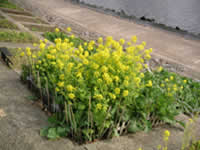 菜の花の写真