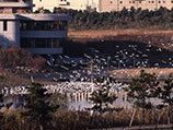 東京港野鳥公園
